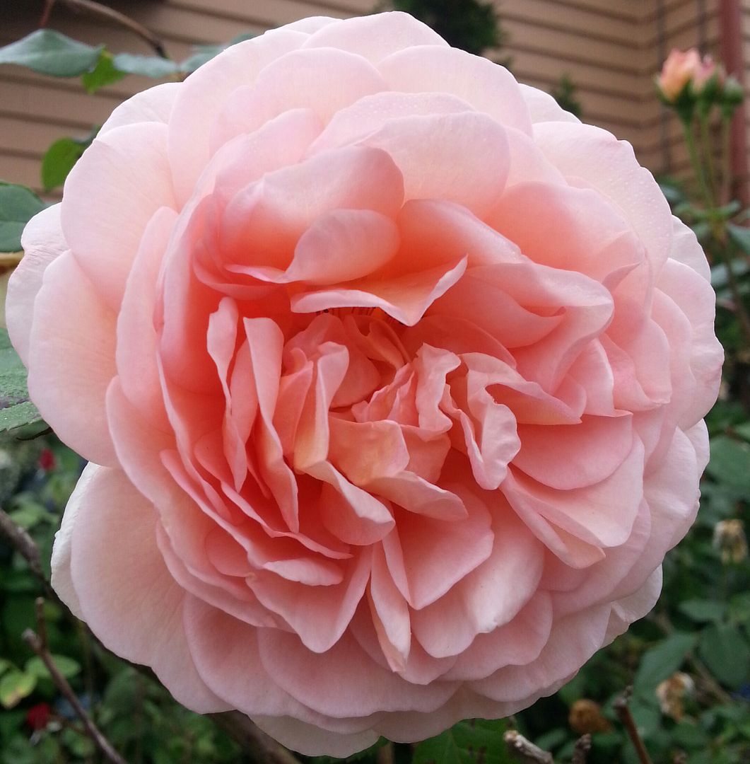  photo 20140806_093158-1_zpsppqdx3of.jpg